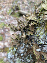 Pseudocyphellaria holarctica