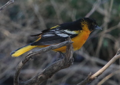 Icterus bullockii × galbula
