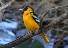 Icterus bullockii × galbula