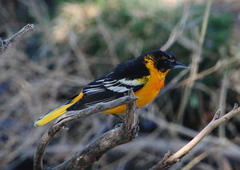 Icterus bullockii × galbula