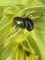 Chrysolina varians