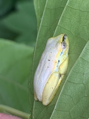 Heterixalus madagascariensis