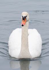 Cygnus olor