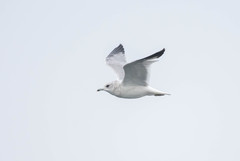 Larus canus