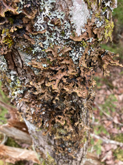 Pseudocyphellaria holarctica