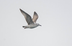 Larus