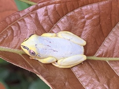 Heterixalus madagascariensis