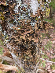 Pseudocyphellaria holarctica