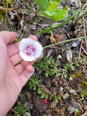 Calochortus tolmiei