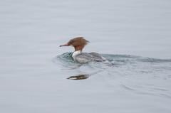 Mergus merganser