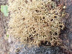 Cladonia subpungens