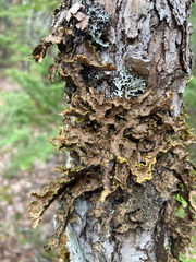 Pseudocyphellaria holarctica