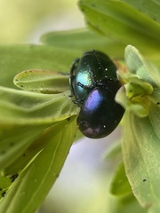 Chrysolina varians