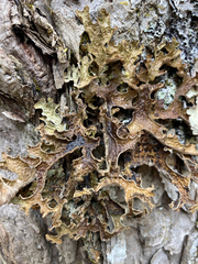 Pseudocyphellaria holarctica