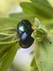 Chrysolina varians