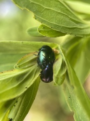 Chrysolina varians