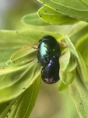 Chrysolina varians