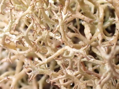 Cladonia subpungens