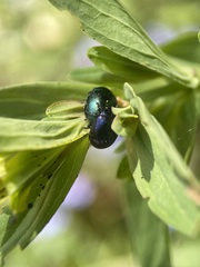 Chrysolina varians