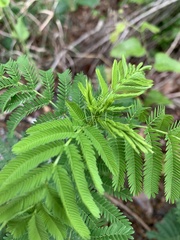 Desmanthus leptolobus