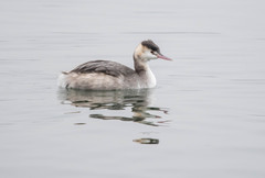 Podiceps cristatus