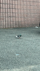 Columba livia