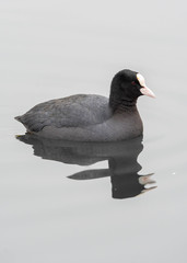 Fulica atra