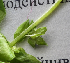 Veronica cardiocarpa