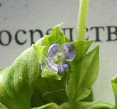 Veronica cardiocarpa