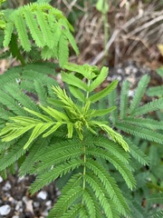 Desmanthus leptolobus