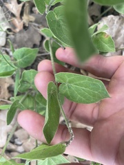 Matelea cynanchoides