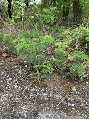 Desmanthus leptolobus