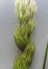 Dactylis glomerata