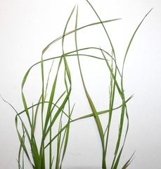 Poaceae