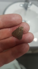 Lepidoptera