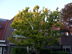 Ulmus ×hollandica