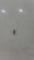 Chironomidae
