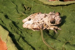 Dendropsophus marmoratus