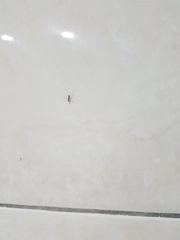Chironomidae