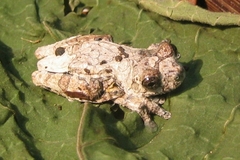Dendropsophus marmoratus