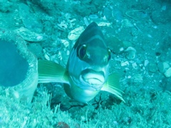 Chirodactylus brachydactylus