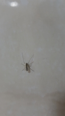 Chironomidae