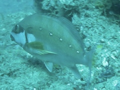 Chirodactylus brachydactylus