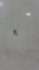 Chironomidae