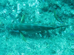 Chirodactylus brachydactylus