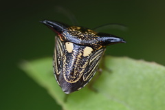 Alcimocoris coronatus