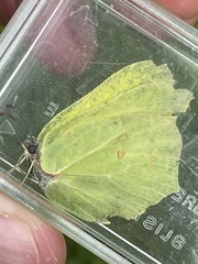 Gonepteryx rhamni