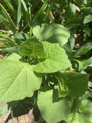 Alkekengi officinarum