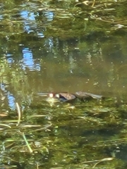 Lithobates catesbeianus