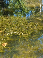 Lithobates catesbeianus